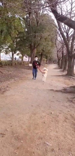 提供：秋田犬 杏(あん)と蓮(れん)さん