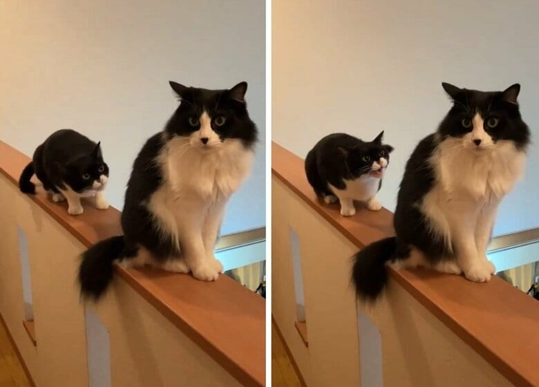 諦めずに“交渉”を続けるヤンくん