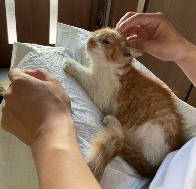 工事現場で保護されたというオフくん