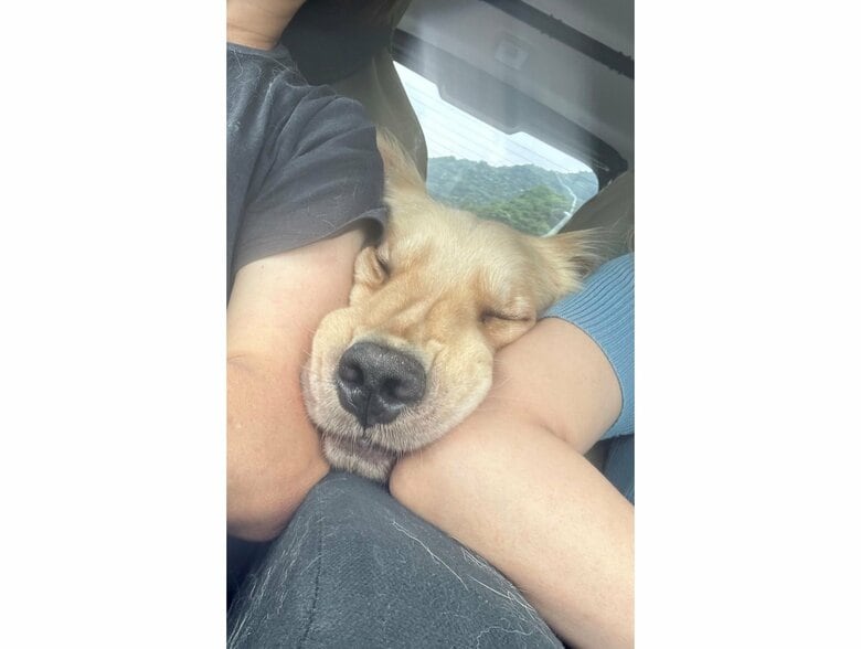 提供：イブ（ゴールデンレトリバー）さん