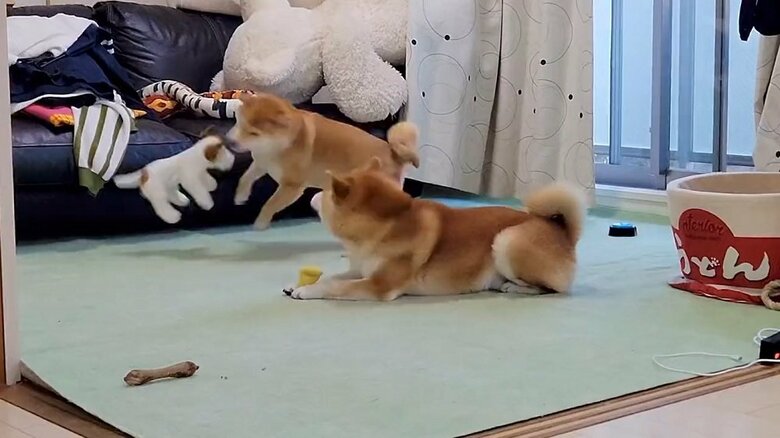 こむぎくんも、さすがに耐えきれなくなった様子