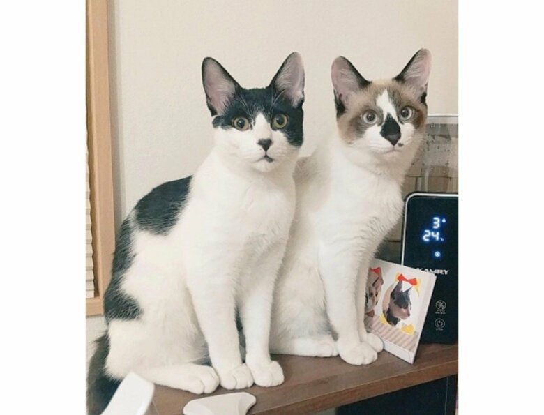 左：カフェくん　右：ラテくん（提供：かふぇらてさん）