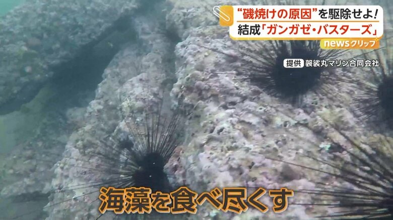 海藻を食べ尽くしていた大量に発生したガンガゼ