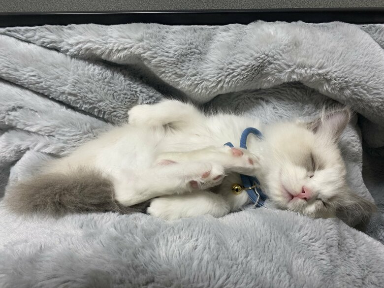 すやすやな様子