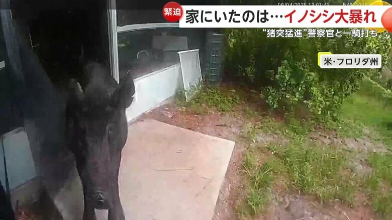 警察官の元へと突進してきたイノシシ