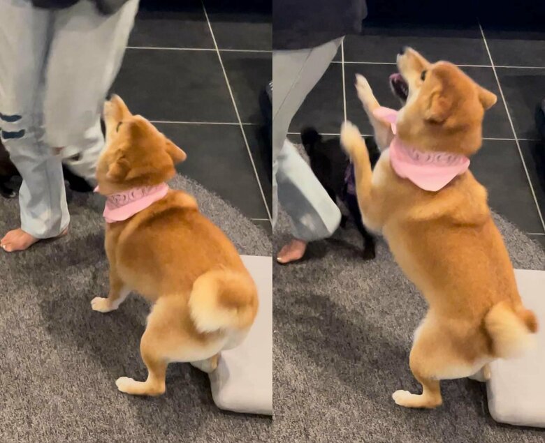 “ヒコーキ耳”で喜ぶはらみちゃん（提供：柴犬はらみさん）