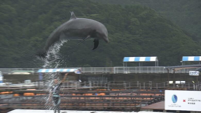連日、多くの人で賑わう「つくみイルカ島」