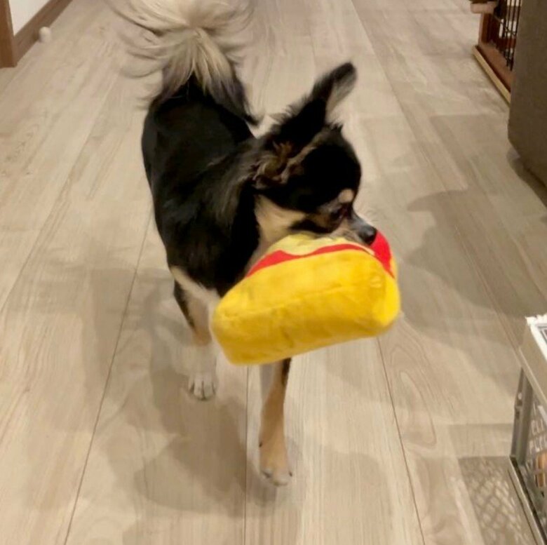 提供：チワワのごまじろーさん