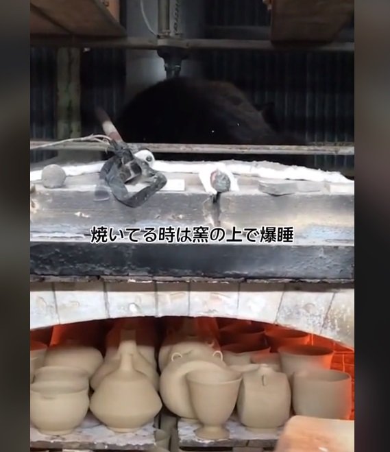 実は窯の上は「あったかい」そうでお気に入りの場所