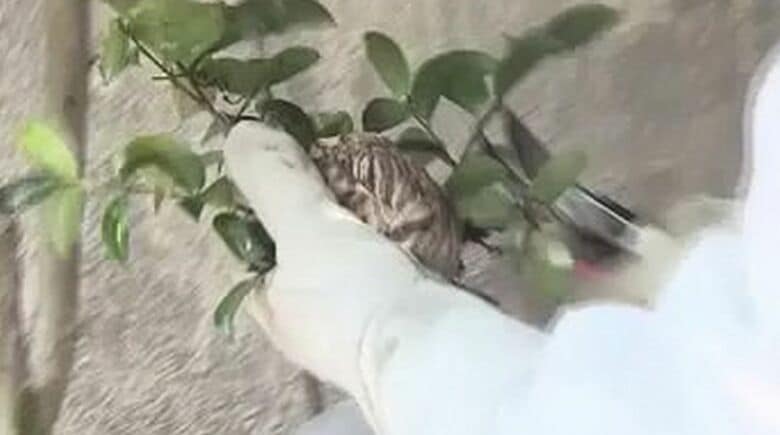 野村代表によって取り除かれたコガタスズメバチの巣