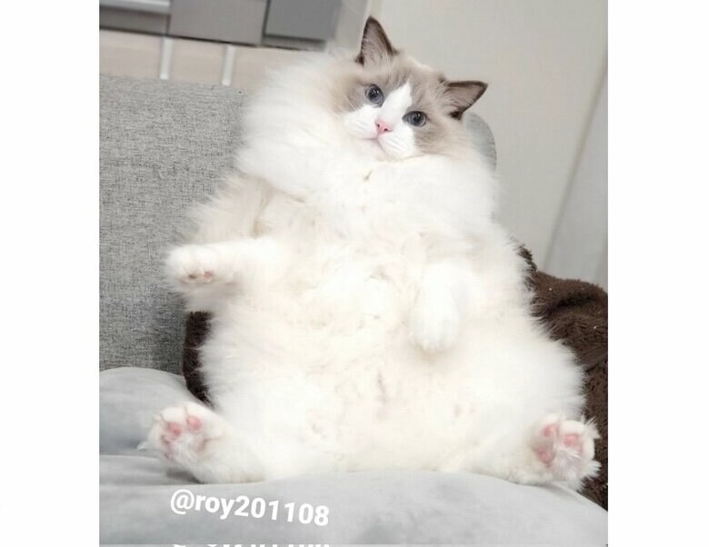 上手に座るロイくん（提供：ロイくん@roy201108さん）