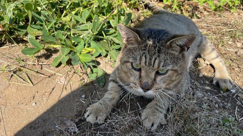 普段のゴン蔵くん