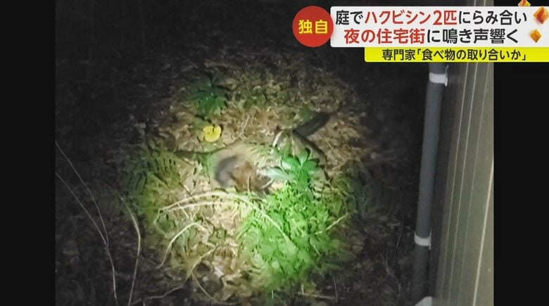 ハクビシン同士の“けんか”の様子