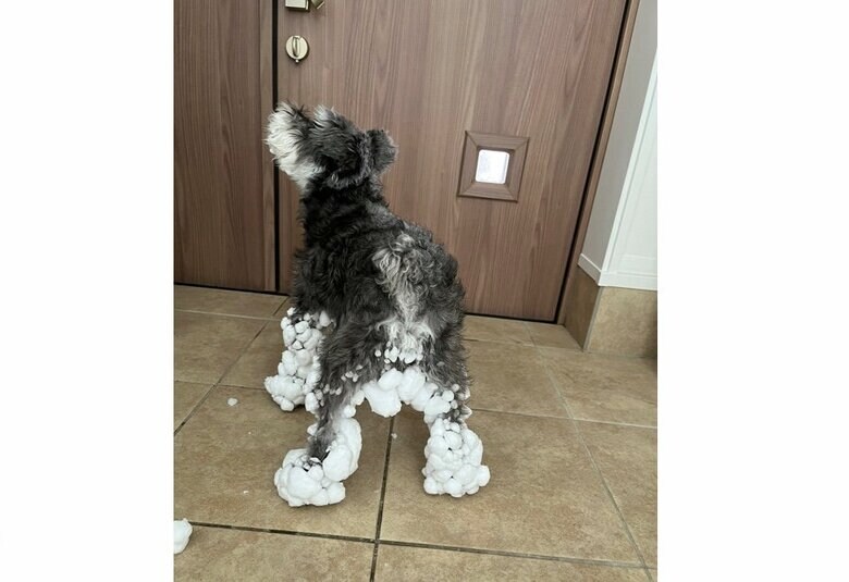 提供：くぅさん