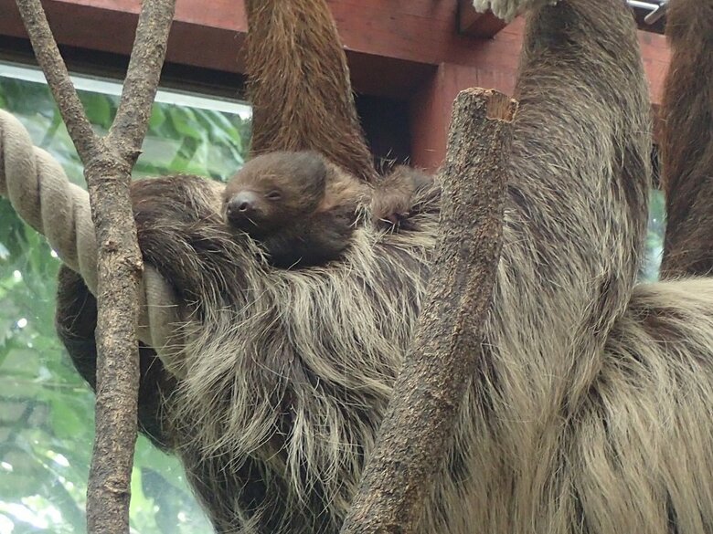 来園者に見守られながら、昼間に展示室で出産（提供：埼玉県こども動物自然公園）