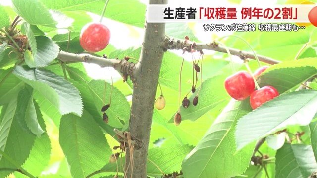 高温が続く場合は、天気予報・気温を確認し収穫作業を早めに行うなど対策が必要
