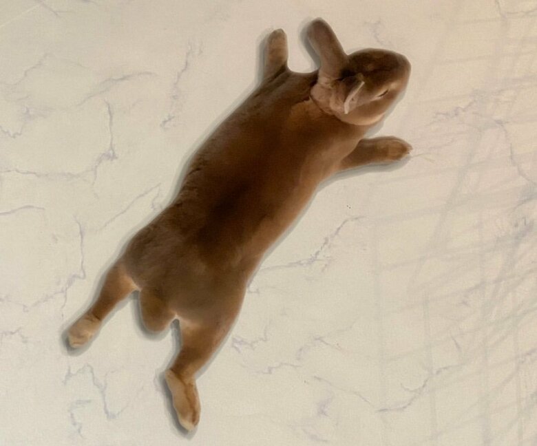 床に張り付くかのように伸びている