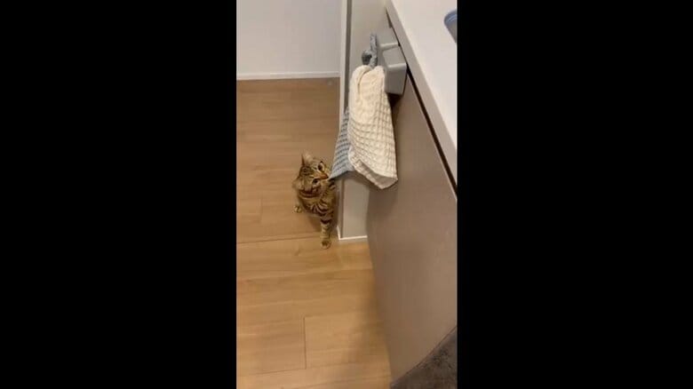 布巾に興味を示している
