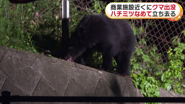 ハチミツをなめるクマ