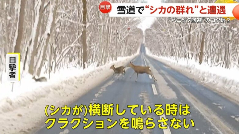 「横断している時はクラクションを鳴らさない」と話す目撃者（視聴者撮影）