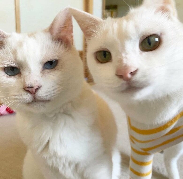 クールな表情の2匹