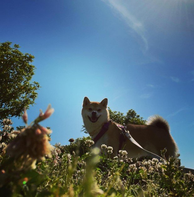 提供：柴犬ゆきちゃん