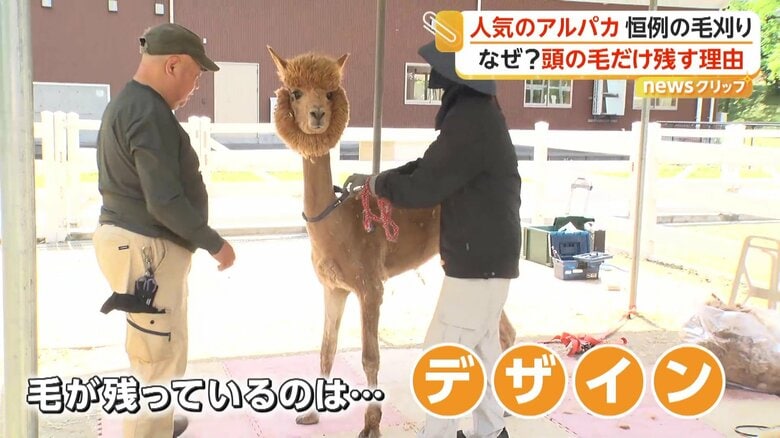 毛刈りが終わってスッキリとしたアルパカ