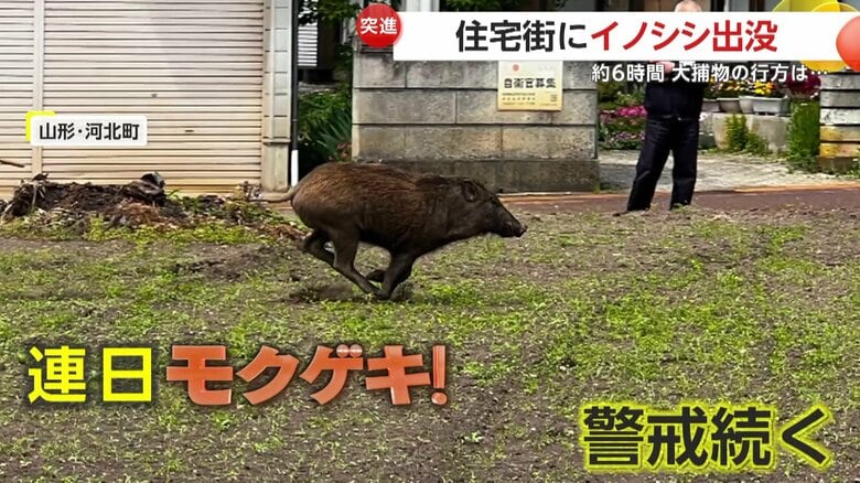 住宅街で撮影されたイノシシ（FNN投稿サイト「ビデオPost」）