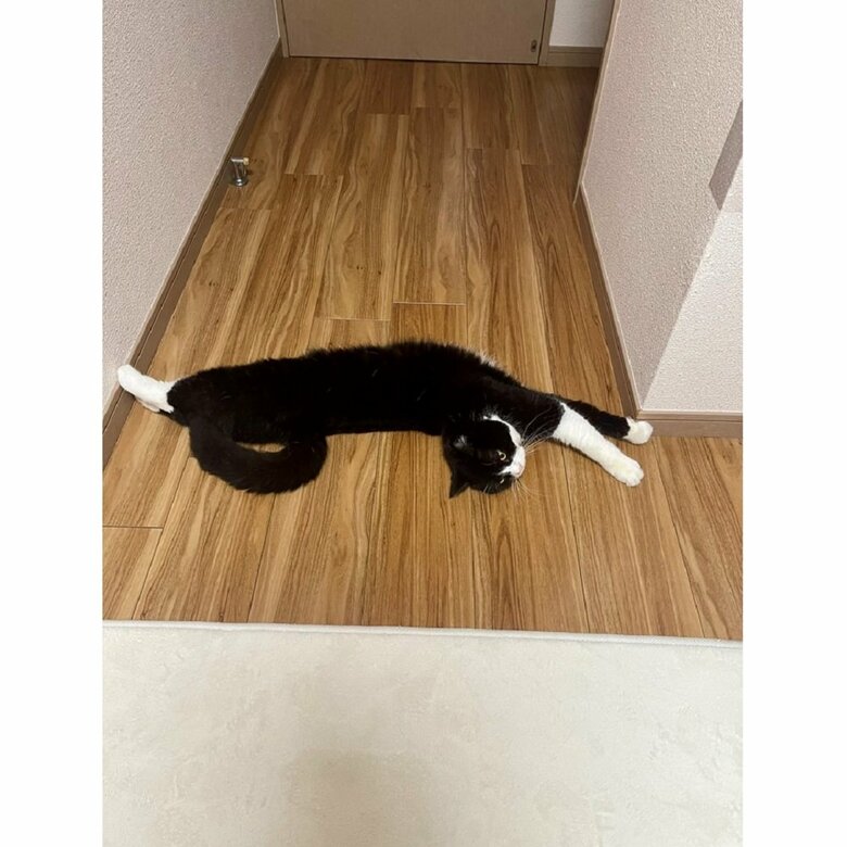 全身を伸ばして通せんぼ！