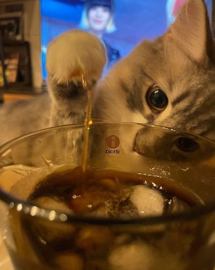 飼い主さんのコップに手を突っ込んじゃったあくびくん。好奇心旺盛！