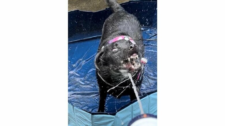 普段の可愛いぽこちゃんが想像できない…