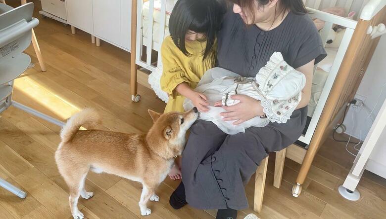 提供：柴犬りんご郎 YouTube 