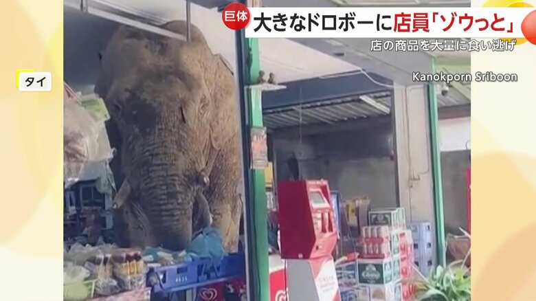 長い鼻を器用に使い、商品をぱくりとするゾウ