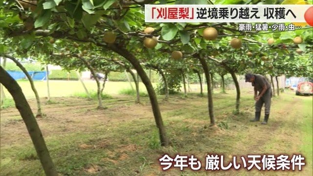 去年は豪雨、ことしは高温少雨…2年続けてナシ農家には厳しい天候