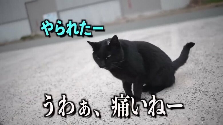 1カ月後に再会すると、左耳の付け根部分に大きなケガが…