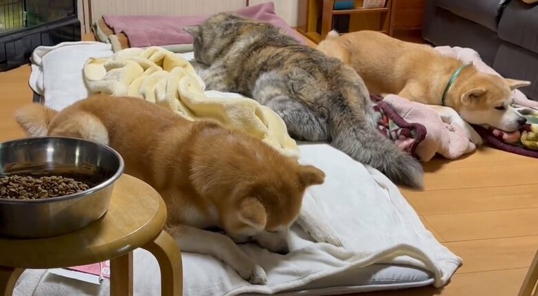 みんなでくつろぎ中