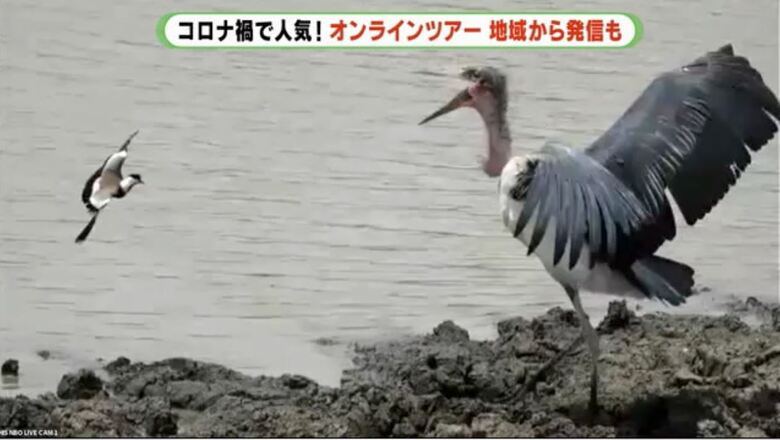 鳥のケンカを実況中継（提供：HIS）
