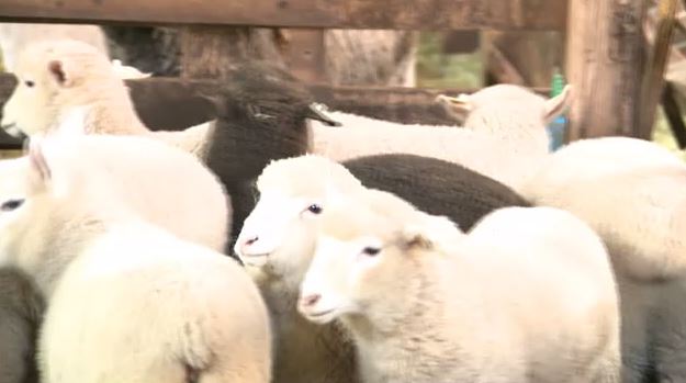 まかいの牧場のヒツジたち