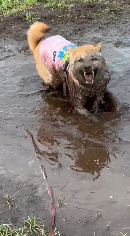 提供：柴犬まるやん日記さん