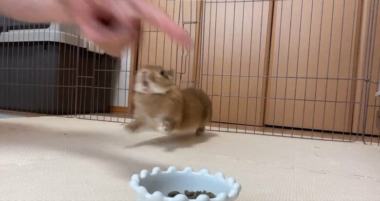 「よし」と聞いた瞬間のむぎちゃん