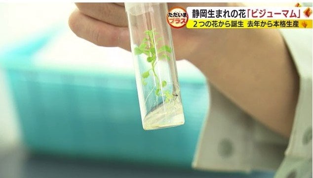 試験管の中で胚珠を培養