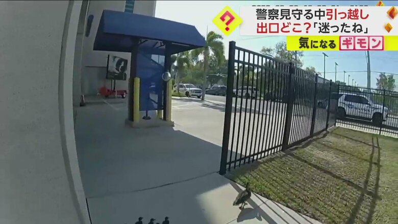 警察官に見守られて公園の池を目指すカモの親子の引っ越しシーン一連画像⑧