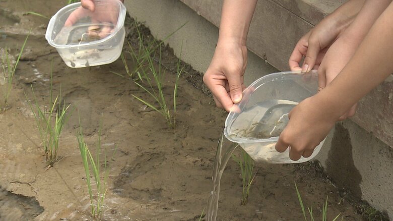 オタマジャクシとホウメイエビを田んぼに放す