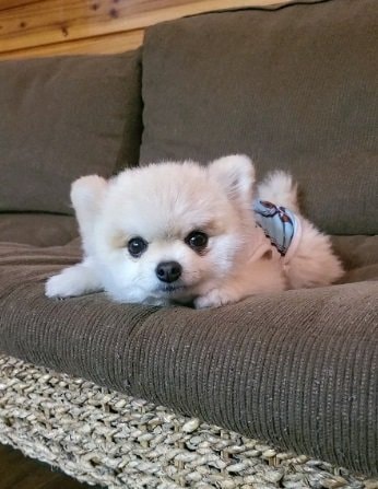 普段はこんなにくりくりなおめめのマメすけくん