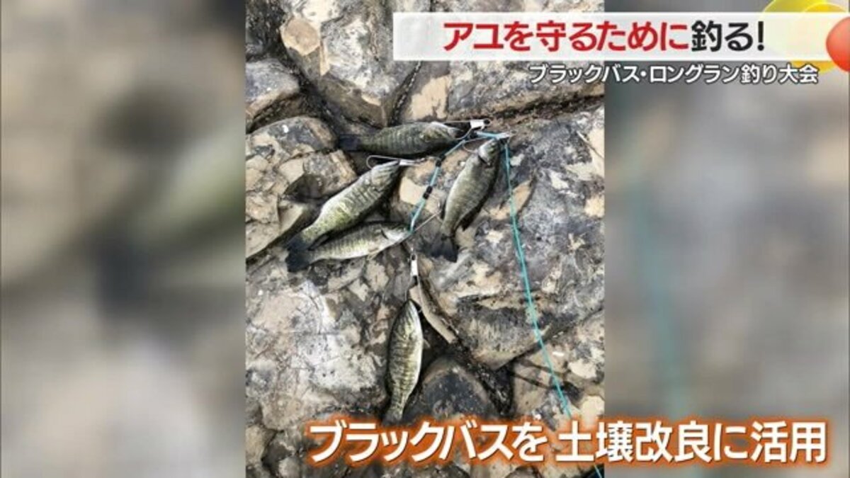 ブラックバス　まとめ売り ブラックバスを釣って特産アユを守れ！ 釣ったブラックバスは組合が1匹