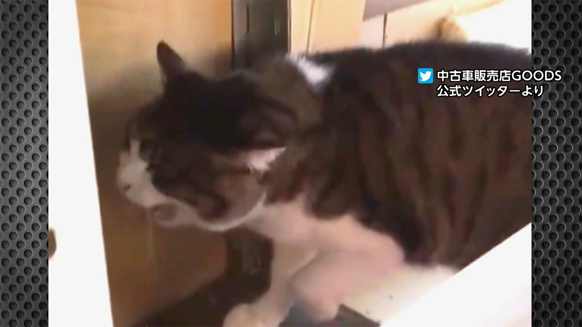 この鳴き声 ホントに猫 まるでエンジン音 意外なナゾ Fnnプライムオンライン