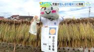 田んぼのかかしもお疲れ様！　小学生が稲刈り　６月に植えたもち米を収穫　広島・東広島市