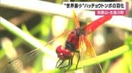 「世界最小」ハッチョウトンボの羽化始まる　体長２センチ　数が減少で町の天然記念物として保護　和歌山・古座川町