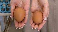 猛暑で卵に異変　ニワトリ“夏バテ”でサイズ小さくなることも…熊本は週明け40℃予想、台風13号は猛烈な勢力に