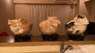 ボウルに収まって“回る猫”が見ていて飽きない! 3匹も気に入っているの?飼い主に聞いてみた